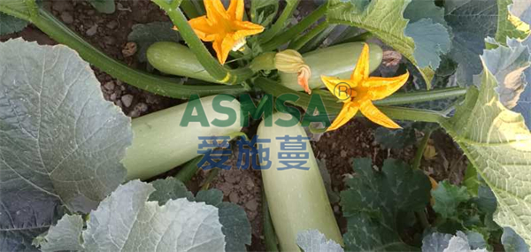 西葫蘆施肥-愛施蔓蔓葉水溶肥