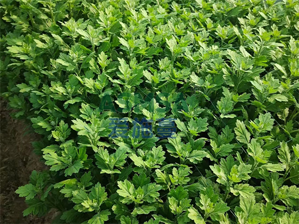 菊花施肥-愛施蔓蔓葉水溶肥