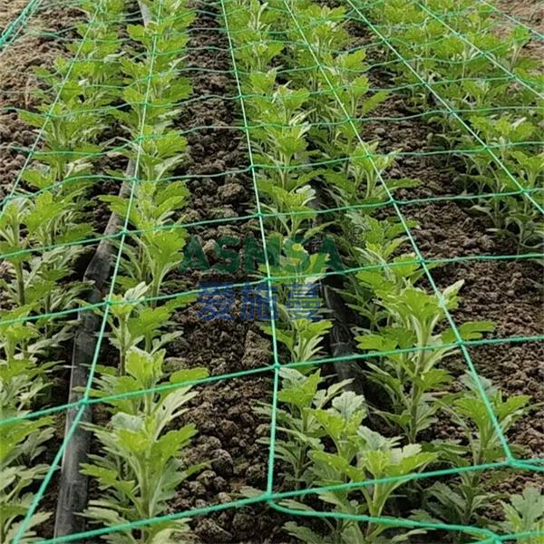 菊花施肥-愛施蔓蔓葉水溶肥
