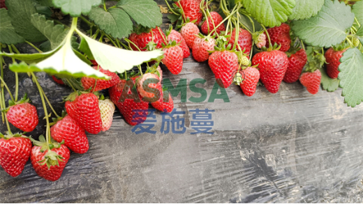 草莓種植如何選擇水溶肥提質(zhì)又增產(chǎn)？