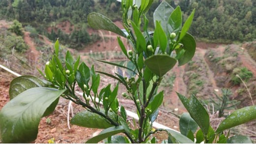 種植柑橘，水溶肥選哪個？