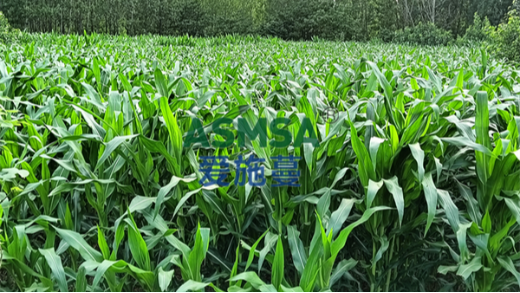 玉米施肥用什么肥料好？這篇告訴你答案