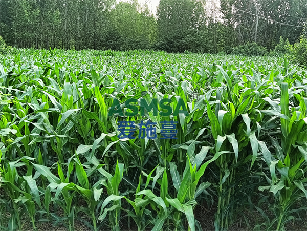 玉米施肥-愛(ài)施蔓蔓葉水溶肥