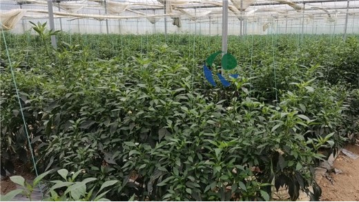 愛施蔓獨特工藝，讓水溶肥效果更好