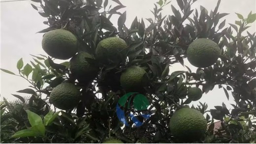 愛施蔓蔓葉水溶肥