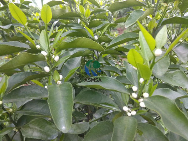 柑橘-愛施蔓蔓葉水溶肥