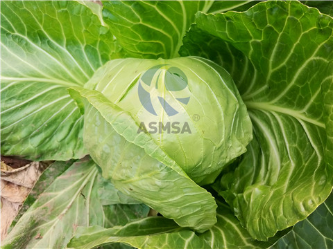 大頭菜-愛(ài)施蔓蔓葉水溶肥