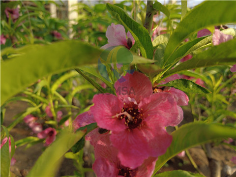 愛施蔓水溶肥助力增產(chǎn)，果樹增產(chǎn)不是問題