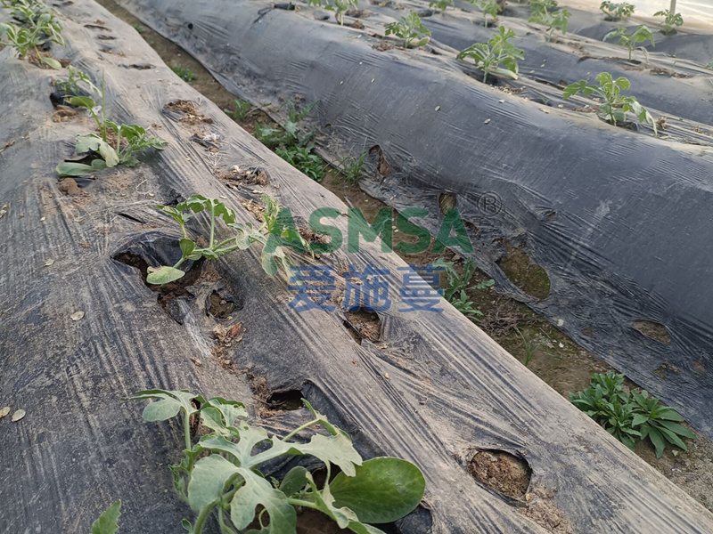 西瓜施肥-愛施蔓蔓葉水溶肥