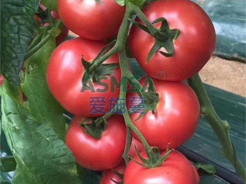 蔓葉水溶肥為什么在內(nèi)蒙古寧城很受歡迎
