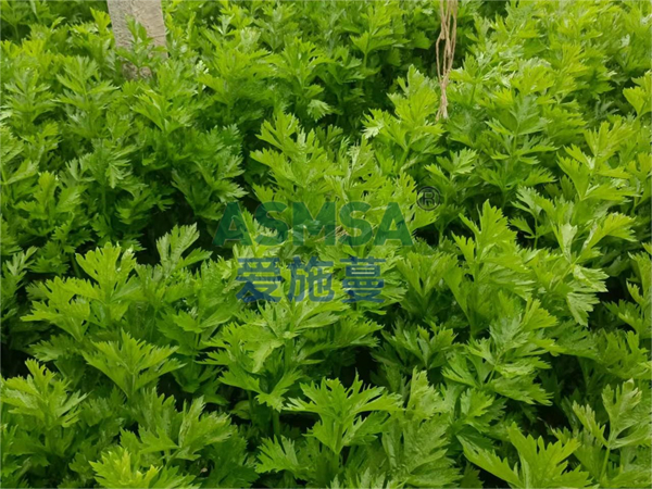 芹菜施肥-愛施蔓蔓葉水溶肥