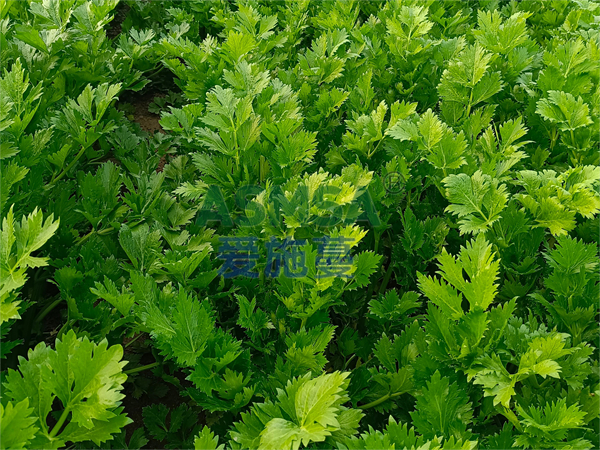 芹菜施肥-愛施蔓蔓葉水溶肥
