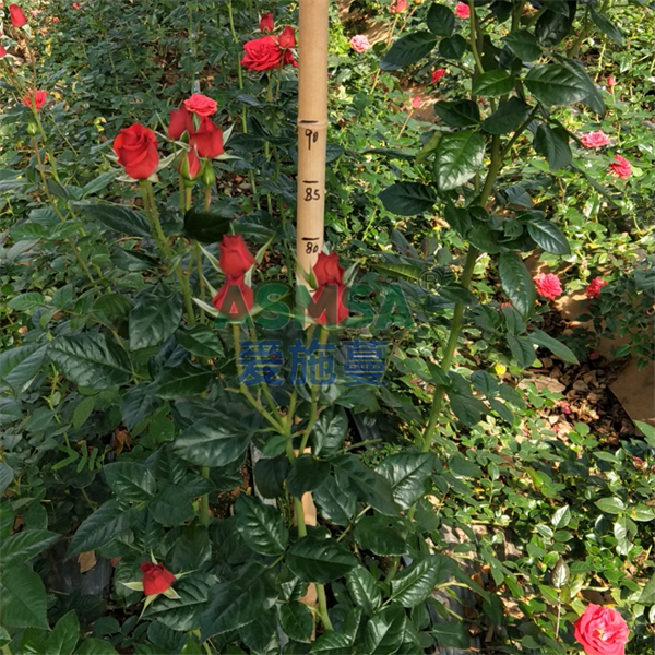 花卉施肥-愛施蔓蔓葉水溶肥