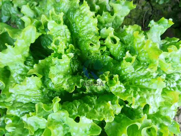 生菜-愛施蔓蔓葉水溶肥 (4)