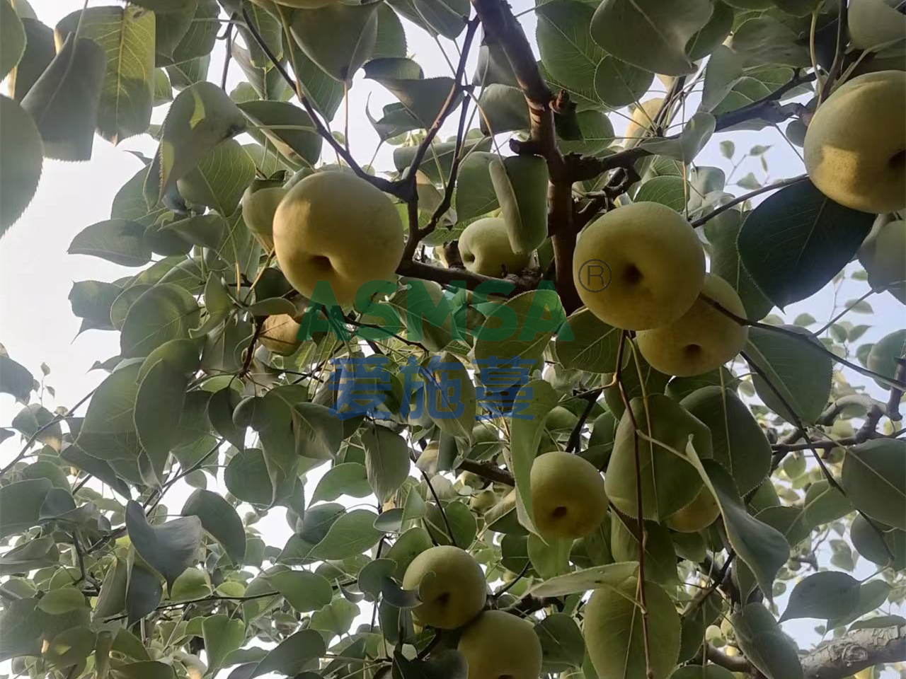 顆粒水溶肥哪家好？愛(ài)施蔓顆粒水溶肥值得信賴(lài)