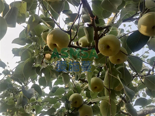 梨樹施肥-愛施蔓蔓葉水溶肥
