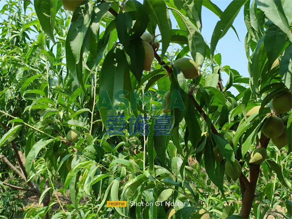 桃樹(shù)施肥-愛(ài)施蔓蔓葉水溶肥