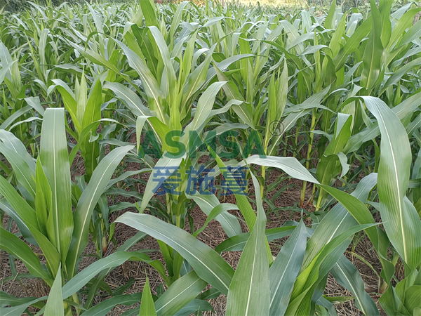 玉米施肥-愛施蔓蔓葉水溶肥