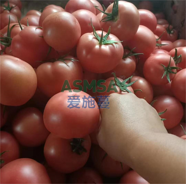 番茄施肥-愛施蔓蔓葉水溶肥