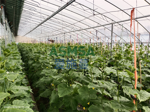 磷酸二氫鉀有什么用？種植戶黃大哥告訴你