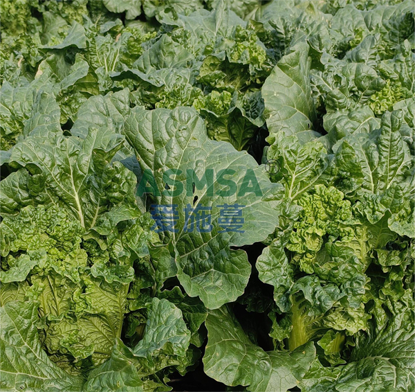 葉菜施肥-愛施蔓蔓葉水溶肥