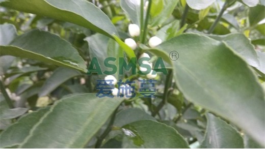 水溶肥比普通肥料好在哪里？