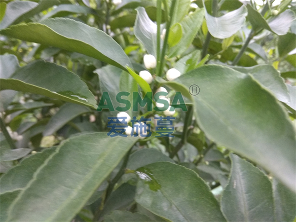 柑橘施肥-愛施蔓蔓葉水溶肥