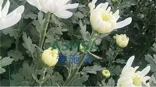 水溶肥與普通復合肥料的區(qū)別