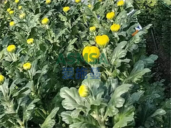 菊花施肥-愛施蔓蔓葉水溶肥