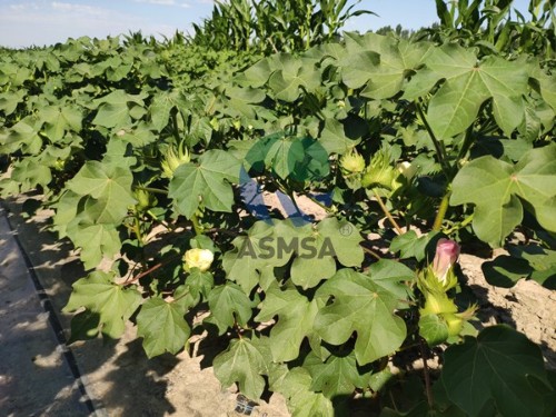 棉花用什么肥好？聽聽李姐怎么說