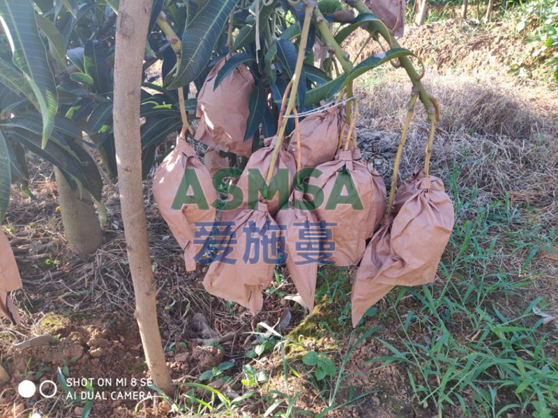 芒果施肥-愛(ài)施蔓蔓葉水溶肥