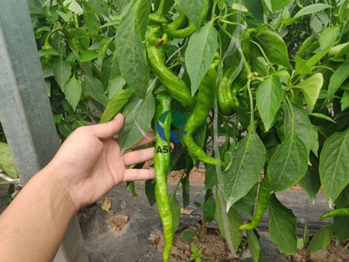 粉劑水溶肥好用嗎？用收獲直接回答！