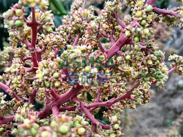 芒果施肥-愛(ài)施蔓蔓葉水溶肥