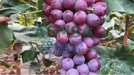 葡萄生長需要什么肥料？