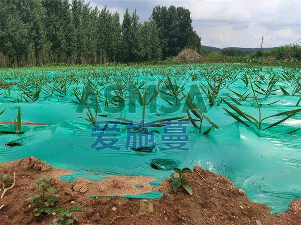 水溶肥在大姜提苗時(shí)，怎么使用？