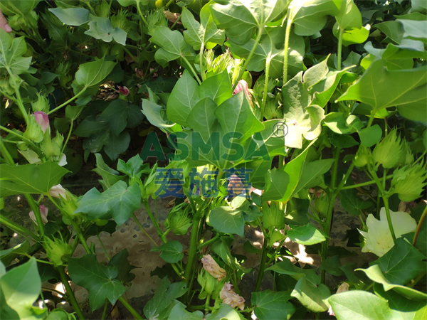 棉花施肥-愛施蔓蔓葉水溶肥
