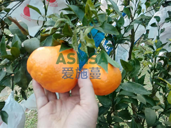 柑橘施肥-愛施蔓蔓葉水溶肥
