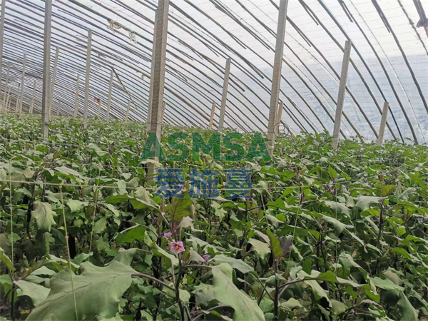 茄子施肥-愛施蔓蔓葉水溶肥