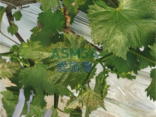 鋅肥應用表現(xiàn)要掌握的知識