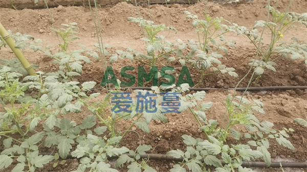 番茄施肥-愛施蔓蔓葉水溶肥