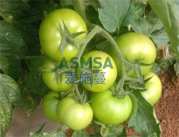 番茄施肥-愛施蔓蔓葉水溶肥