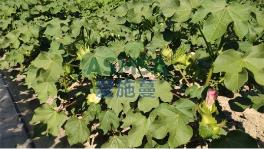 水溶肥品牌哪個(gè)比較好