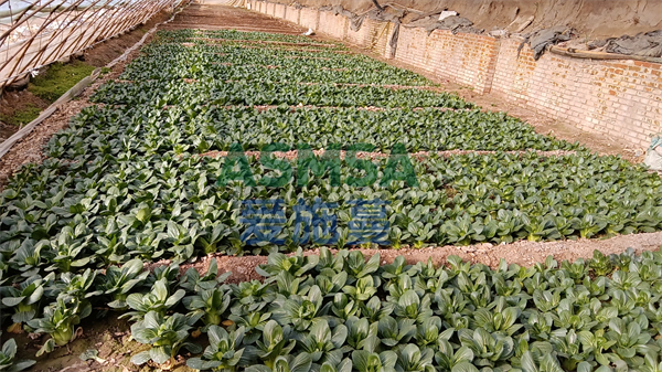 葉菜施肥-愛(ài)施蔓蔓葉水溶肥