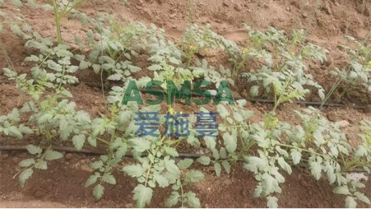 西紅柿苗期用什么肥好，怎么選擇？