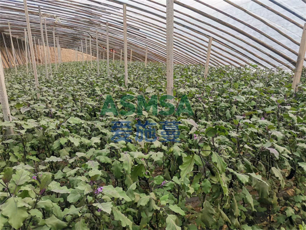 茄子施肥-愛施蔓蔓葉水溶肥