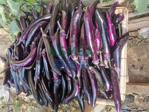 茄子施肥-愛施蔓蔓葉水溶肥