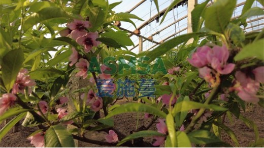 桃樹需要什么肥料，看這里