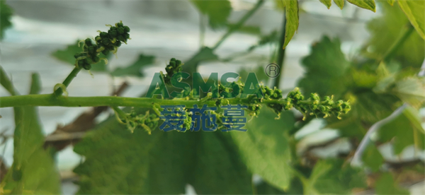 葡萄施肥-愛施蔓蔓葉水溶肥