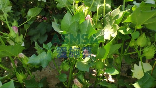 進(jìn)口水溶肥為什么比普通水溶肥更受歡迎