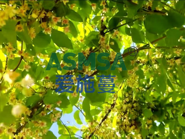 五味子施肥-愛施蔓蔓葉水溶肥